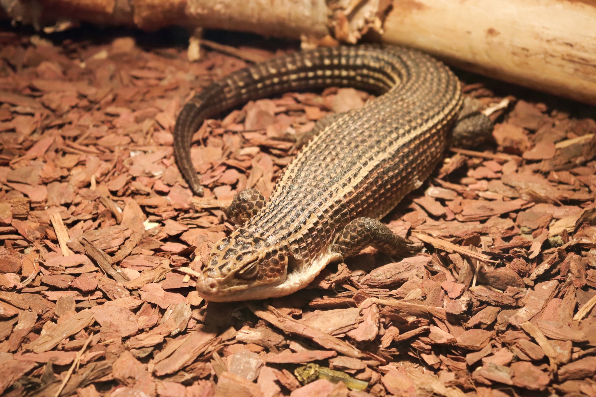 57038397 821317921557096 2151789365599141888 o